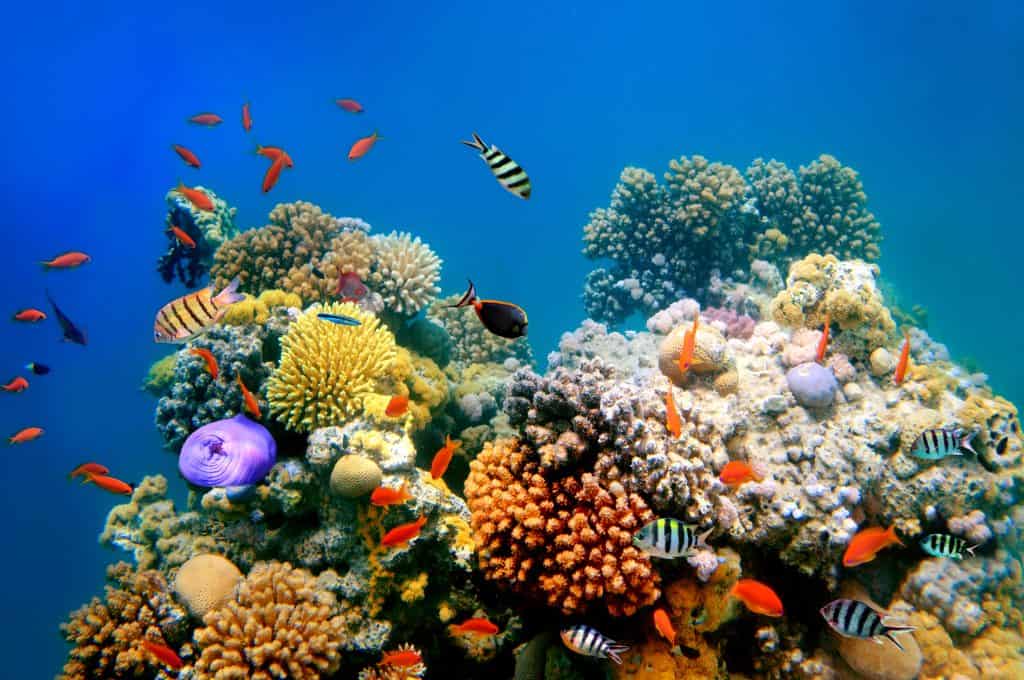 Vissen bij een koraalrif